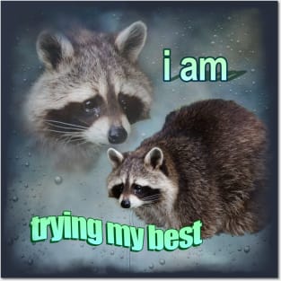 Trying Raccoon Meme Posters and Art